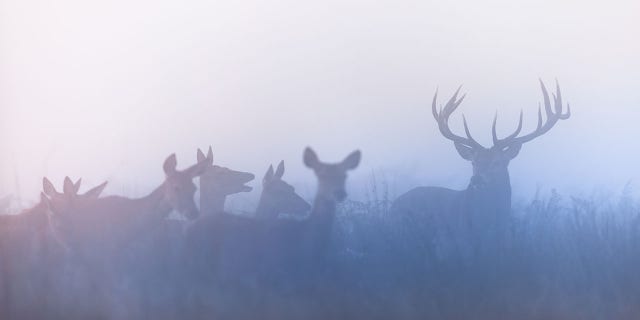 The final numbers for the 2021 hunting season are expected to be announced in March.