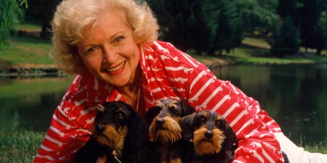 1986 portrait of actress Betty White, a noted animal activist and star on the television series "Golden Girls." 