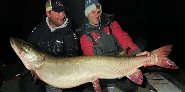 Nolan Sprengeler caught a 55-pound muskellunge on Nov. 22 during a fishing trip to Millie Lacs Lake, Minnesota.