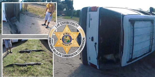 The Florida FWC confirmed that a 6 ½ foot and an 8-foot-long alligator were found "hanging" from the window of an SUV that had been involved in a collision.