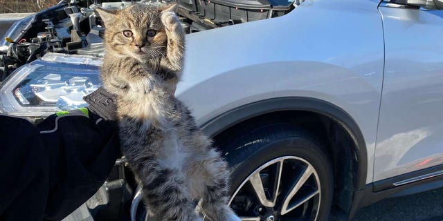 The Bear Creek Township Vol Fire/Rescue rescued a cat that was found hiding in car's engine while it was driving.