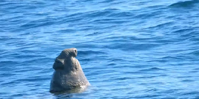A group from Capt. Dave’s Dana Point Dolphin and Whale Watching Safari spotted an elephant seal relaxing in the water.