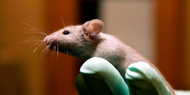 FILE - A technician holds a laboratory mouse at the Jackson Laboratory, Jan. 24, 2006, in Bar Harbor, Maine. The lab ships more than two million mice a year to qualified researchers. (AP Photo/Robert F. Bukaty, File)