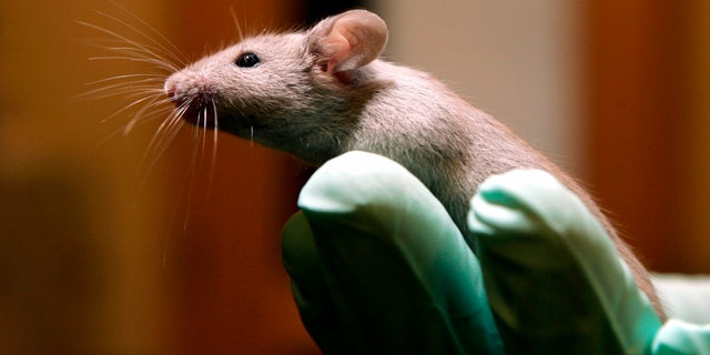 FILE - A technician holds a laboratory mouse at the Jackson Laboratory, Jan. 24, 2006, in Bar Harbor, Maine. The lab ships more than two million mice a year to qualified researchers. (AP Photo/Robert F. Bukaty, File)