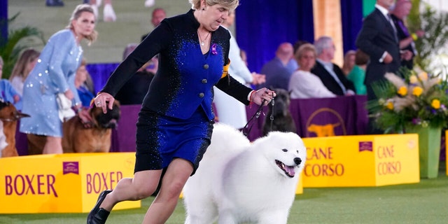 The handler of a Samoyed runs with her dog before the judges in the working group category at the Westminster Kennel Club dog show, on June 13, 2021, in Tarrytown, New York. (AP Photo/Kathy Willens, File)