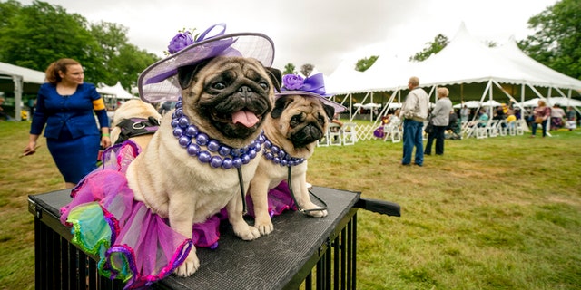 Matty Pugdashian pugs rests following their breed judging at the 145th Annual Westminster Kennel Club Dog Show, on June 12, 2021, in Tarrytown, New York. (AP Photo/John Minchillo, File)