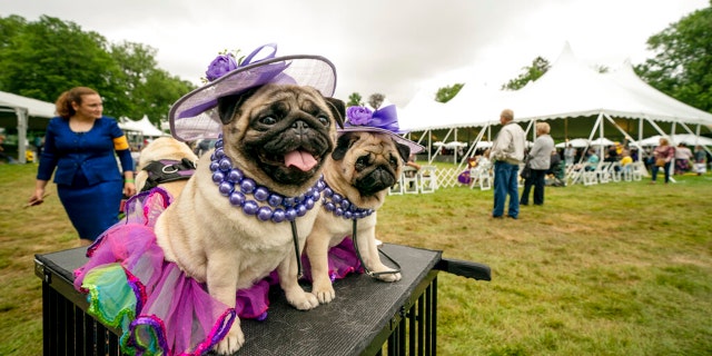 Matty Pugdashian pugs rests following their breed judging at the 145th Annual Westminster Kennel Club Dog Show, on June 12, 2021, in Tarrytown, New York. (AP Photo/John Minchillo, File)