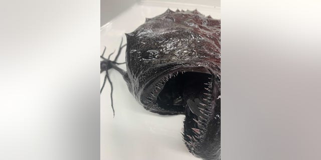 Several other deep-sea fish were discovered washed ashore in the area in recent weeks.