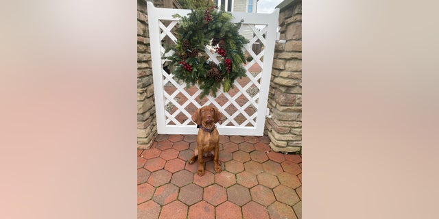 Percy Vizsla celebrating the holidays in 2021.
