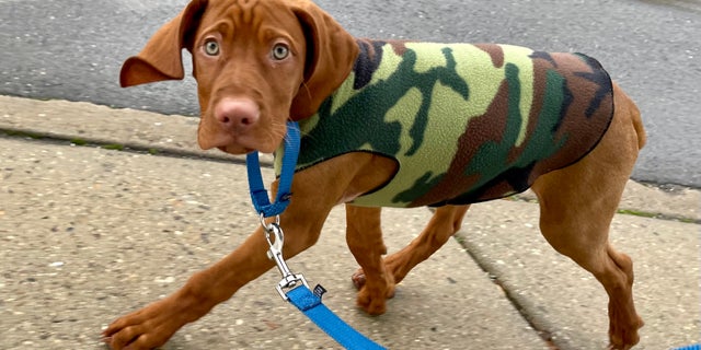 Percy out for a walk.