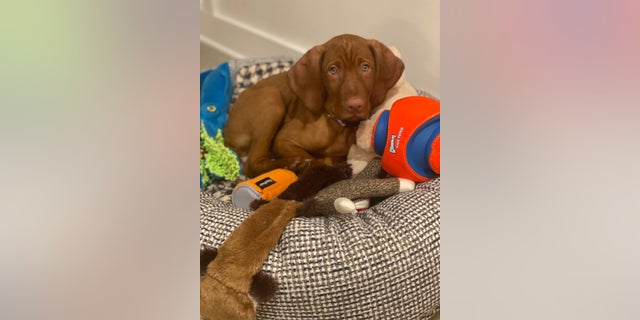 Percy Vizsla with some of his toys
