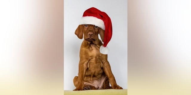 Percy Vizsla celebrating Christmas 2021.