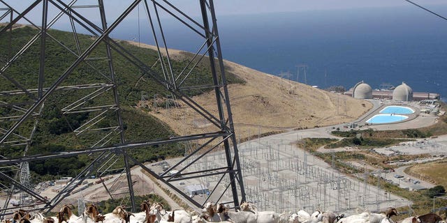 A flock of goats gather under a set of power lines above Diablo Canyon nuclear power plant at Avila Beach, California. A flock of goats gather under a set of power lines above Diablo Canyon nuclear power plant at Avila Beach, California June 22, 2005. These goats are used for weed and fire control under the power lines for Diablo Canyon power plant. Photograph taken June 22, 2005. REUTERS/Phil Klein