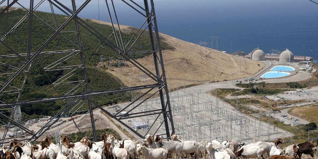 A flock of goats gather under a set of power lines above Diablo Canyon nuclear power plant at Avila Beach, California. A flock of goats gather under a set of power lines above Diablo Canyon nuclear power plant at Avila Beach, California June 22, 2005. These goats are used for weed and fire control under the power lines for Diablo Canyon power plant. Photograph taken June 22, 2005. REUTERS/Phil Klein