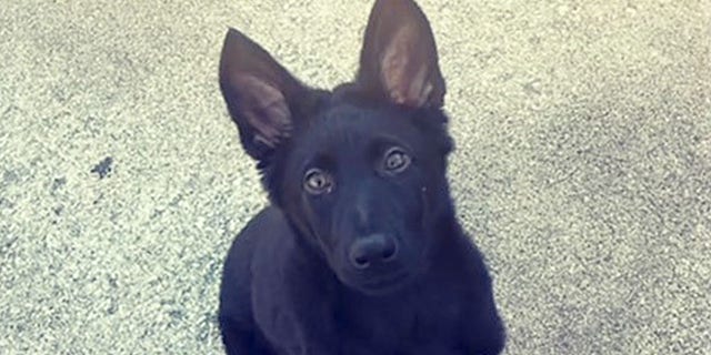 Ranger, a German shepherd belonging to a Kansas police officer, was beheaded in a targeted attack, authorities said.