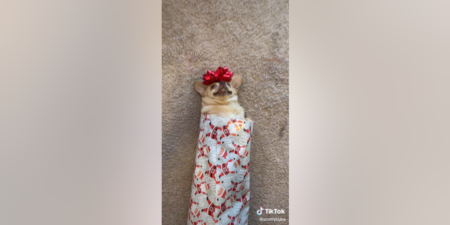 Scott Hubbard told Fox News that Gracie was rescued from Pima Animal Care Center in Tucson, Arizona. He likes to celebrate her entrance into the family by wrapping her up like a Christmas present.