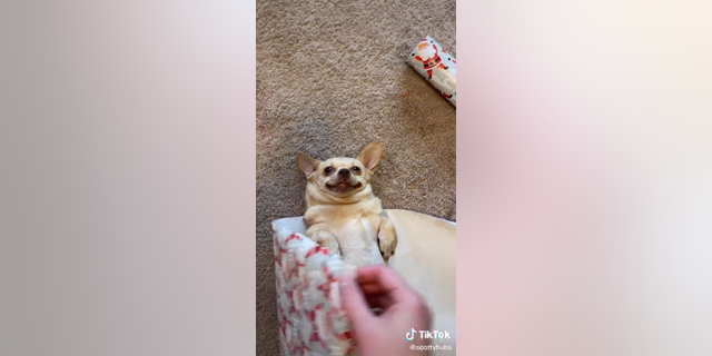 Scott Hubbard and his 8-year-old Chihuahua mix Gracie have a Christmas tradition that’s sure to make you smile.