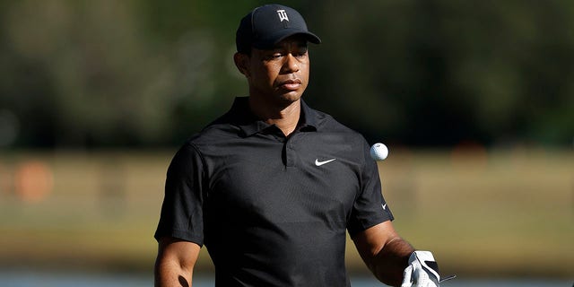 Tiger Woods flips a golf ball after teeing off on the fifth hole during the first round of the PNC Championship golf tournament Friday, Dec. 17, 2021, in Orlando, Florida. Woods is back playing after getting injured in a car accident. He is paired with his son Charlie during the tournament.