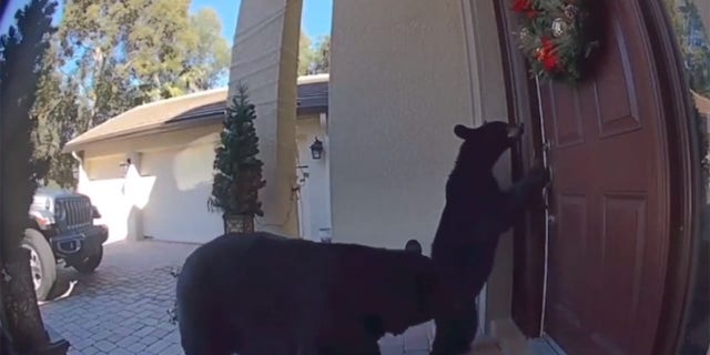 Marlene Stark spoke with Fox News about her Ring doorbell camera revealed two bears on the other side of her front door on Christmas day.
