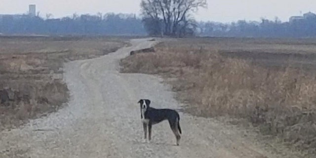 Allie ran away from her then-owner on Dec. 5, 2020, and swam across the Ohio River from Evansville, Indiana, to Henderson County, Kentucky. (SWNS) 