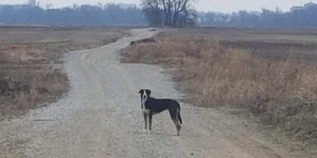 Allie ran away from her then-owner on Dec. 5, 2020, and swam across the Ohio River from Evansville, Indiana, to Henderson County, Kentucky. (SWNS)