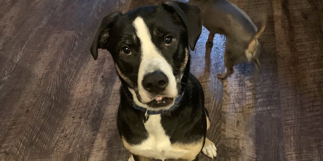 Though Phillips was only supposed to spend a few months training Allie, she quickly bonded with the pup and formally adopted her earlier this month. (SWNS)