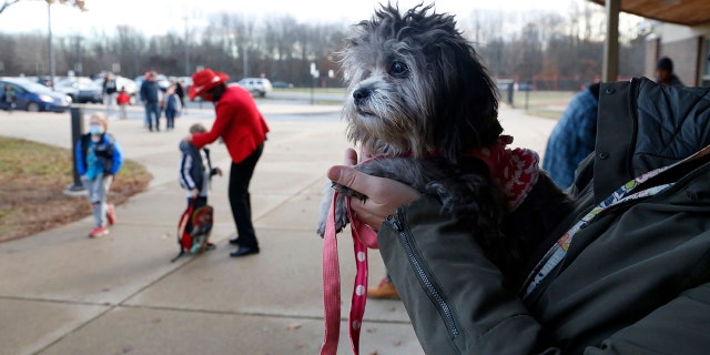 Trixie, a comfort dog, waits to greet students at the early elementary wing of the Paw Paw Elementary School on Thursday, Dec. 2, 2021, in Paw Paw, Michigan. Principal Melissa Remillard, in red in background, and other staff members also greets students. Staff members, from teachers to kitchen staff and bus drivers, have received training in social-emotional support to help students, more of whom have struggled in the pandemic.