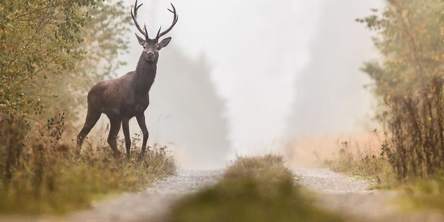 Red deer (Cervus elaphus)