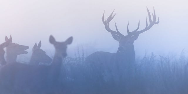 The rack changed hands several times over the years before it ended up in a Bass Pro Shop in Missouri.