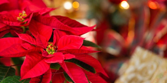 Poinsettia (Euphorbia pulcherrima), also known as the Christmas Star flower, is a vibrant red flower native to Mexico and Central America. The plant was popularized in the U.S. by Joel R. Poinsett, an American physician and diplomat who brought the plant stateside in the late 1820s while he was a minister to Mexico.