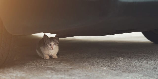 Apparently, on cold days, cats and other small animals may take shelter in car engines to keep warm.