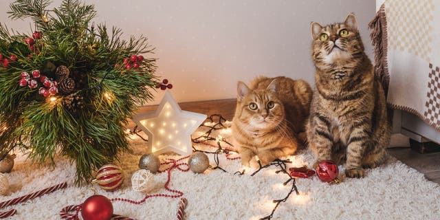 Some cat owners are scaring their furry pets with Christmas trees as a way to protect festive decorations, and they’ve been posting their results on TikTok.