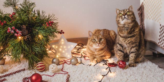 Some cat owners are scaring their furry pets with Christmas trees as a way to protect festive decorations, and they’ve been posting their results on TikTok.