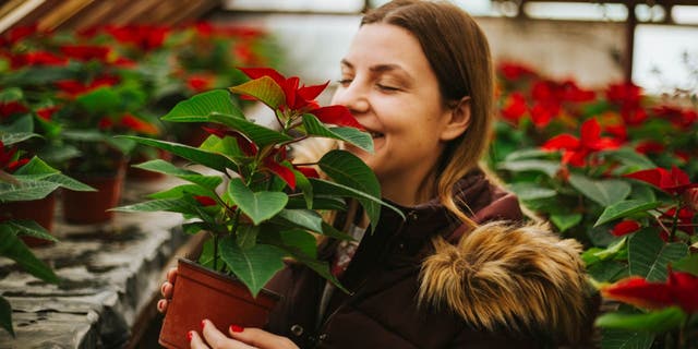 Poinsettia flowers reach their peak coloring in the autumn and winter season. There are more than 100 poinsettia varieties in existence.
