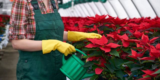 Poinsettias are tropical flowers that thrive in warm and wet climates. Plant owners should make sure this holiday flower remains in moist, but not overly wet soil.