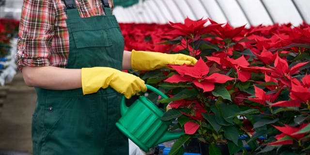 Poinsettias are tropical flowers that thrive in warm and wet climates. Plant owners should make sure this holiday flower remains in moist, but not overly wet soil.