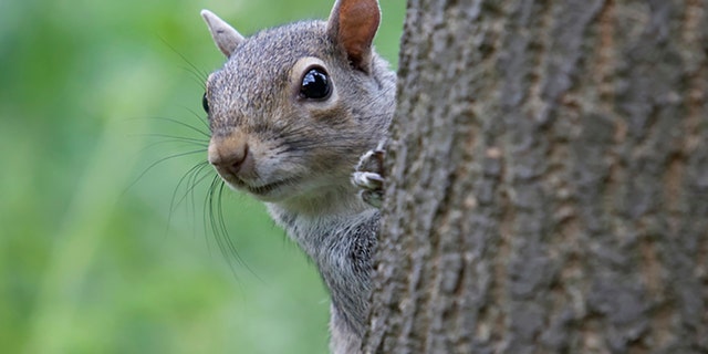 "Stripe," similar to the squirrel pictured here, attacked 18 residents within two days. An animal group said it was forced to euthanize the creature after it was caught in a humane trap. 