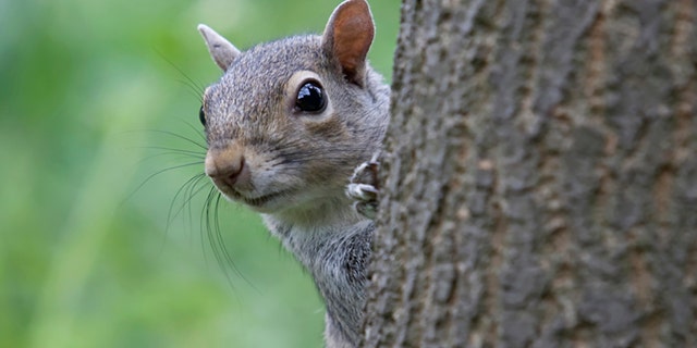 "Stripe," similar to the squirrel pictured here, attacked 18 residents within two days. An animal group said it was forced to euthanize the creature after it was caught in a humane trap.