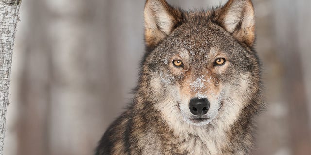 All'inizio di quest'anno, the gray wolf was removed from the endangered species list.