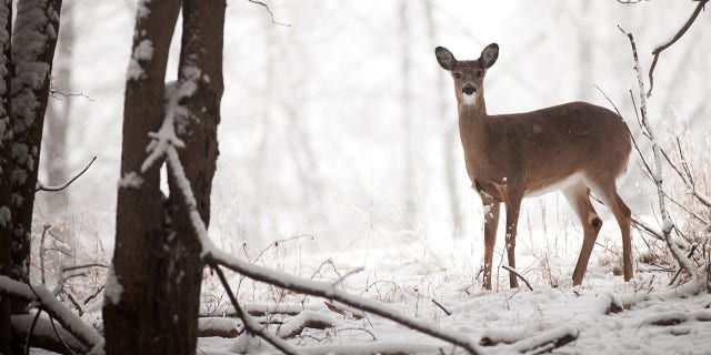 The Montana FWP issued a press release announcing that a CWD management hunt will be held in several southwest Montana hunting districts.