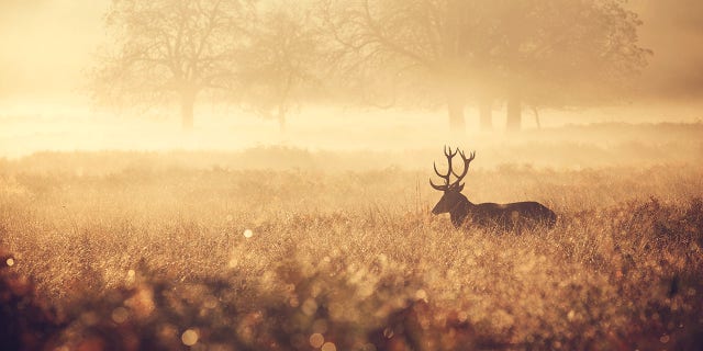 While the final totals will not be available for several more weeks, the Vermont FWD says that the final tally will be about 15,600 deer.
