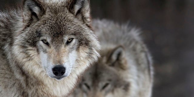 National Dog Day 2022: 10 fun facts about our furry friends Scientists say dogs evolved from wolves.