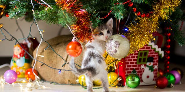 Doctor of Veterinary Medicine Emi Eaton told Fox News that cat owners should keep their pets away from real candles, tinsel, metal ornament hooks, glass ornaments and exposed electric cords.