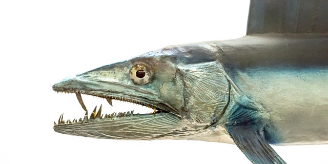 Lancetfish, according to the National Oceanic and Atmospheric Administration (NOAA), are "notorious cannibals" that also eat other fish and invertebrates. (iStock)