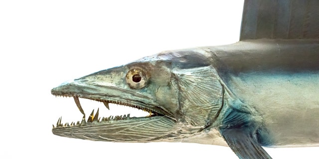 Lancetfish, according to the National Oceanic and Atmospheric Administration (NOAA), are "notorious cannibals" that also eat other fish and invertebrates. (iStock)