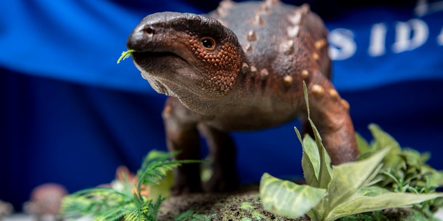 This photo shows a view of a model of a stegouros elengassen, a new species of non-avian dinosaur whose remains were discovered intact in the Patagonia, as its remains are displayed in Santiago on Dec. 1, 2021. 