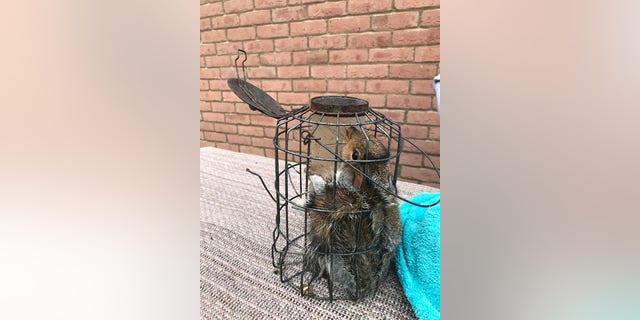 A squirrel became stuck inside a squirrel-proof bird feeder in a private residence's garden in the United Kingdom.