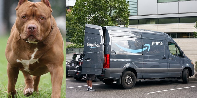 Compilation photo of pit bull next to Amazon delivery truck (iStock photos)