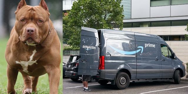 Compilation photo of pit bull next to Amazon delivery truck (iStock photos)