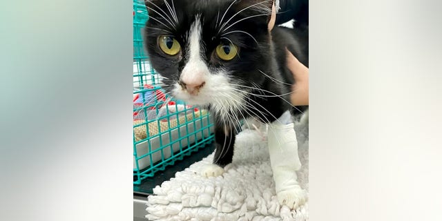 Thor spent seven months being treated, which included wrapping him in bubble wrap to keep him warm.